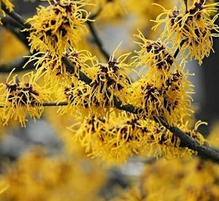 5 Witch Hazel Trees/shrubs - 12-18" Tall Live Plants - Yellow Flowering Bushes - Hamamelis Virginiana - (5 Pack)