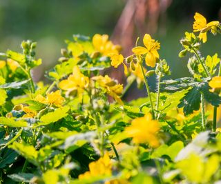 celandine growing in native border