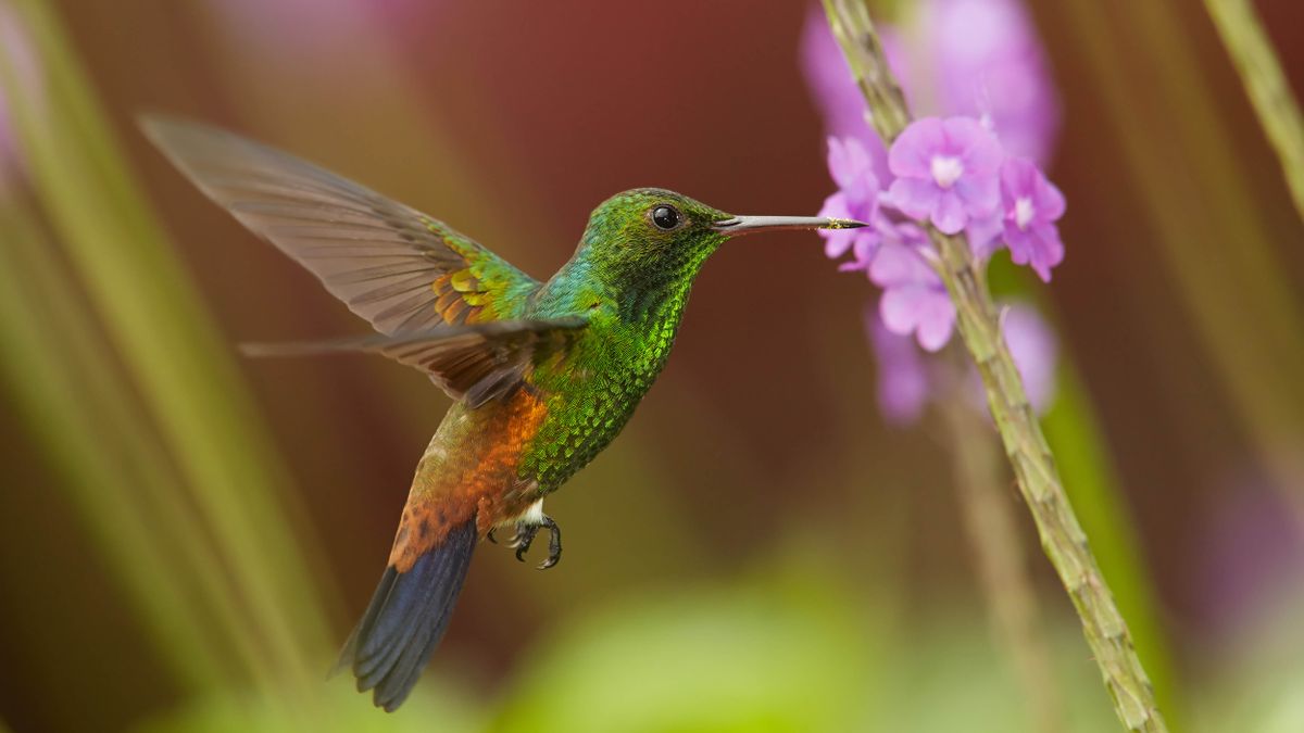 Hummingbird and lilac flower