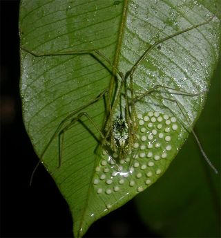 male harvestman, daddy longlegs, attending eggs