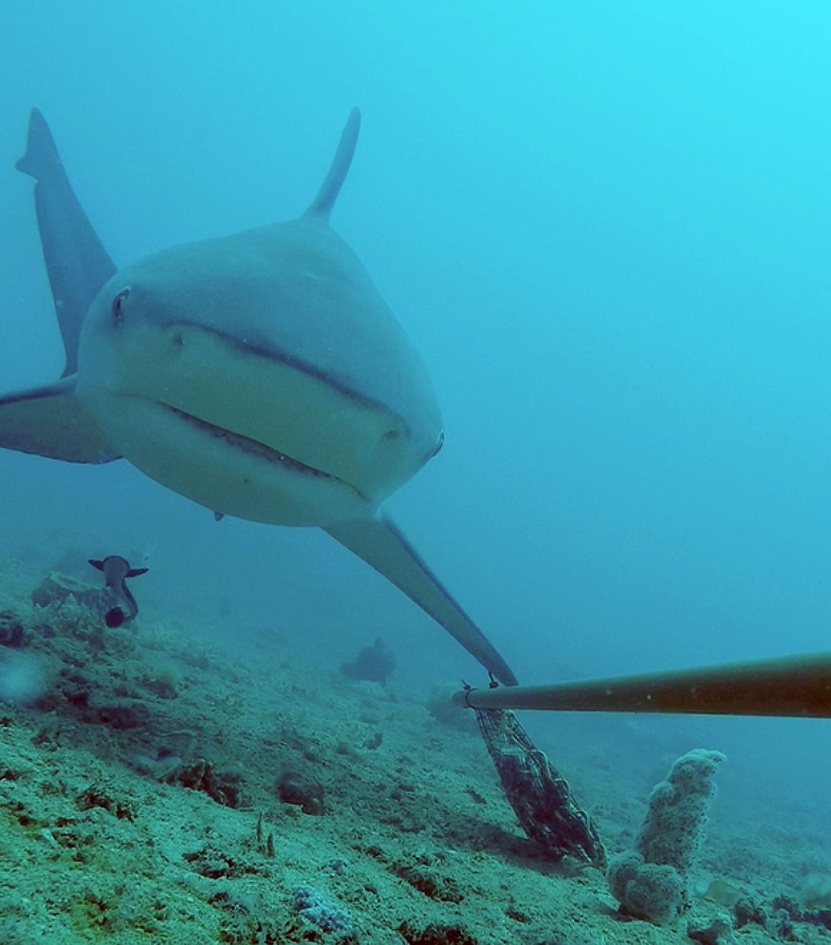 global-finprint-bull-shark-great-barrier-reef