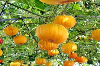 Bright yellow cheese pumpkins grow on vines