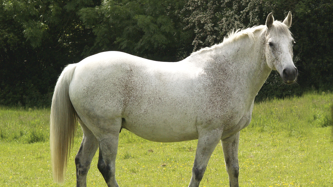 An overweight horse