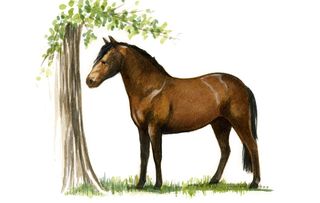 Native horse breeds of Britain