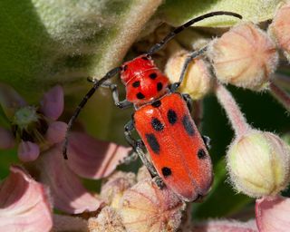 Red Milkweed Beetle Tetraopes tetrophthalmus on Common Milkweed flowers