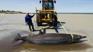 We see a slender whale on a beach with yellow ties around its head and tail. The ties are attacked to an excavator.