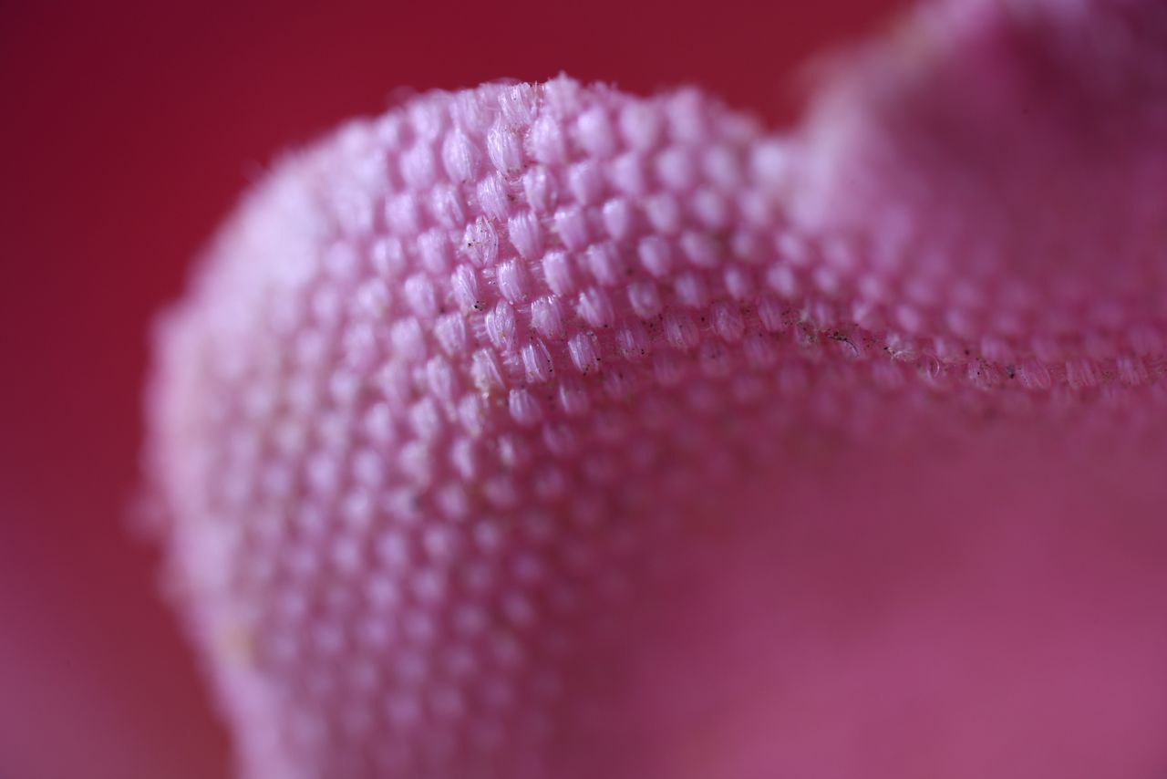 Laowa Aksen 5-10x Ultra Macro APO sample image
