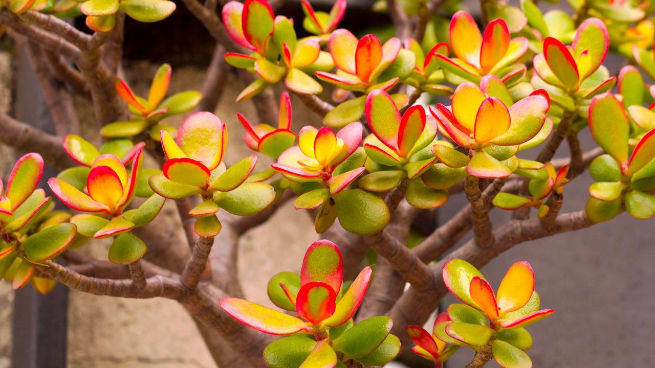 crassula ovata growing in a ceramic pot