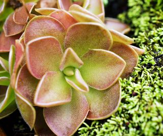 butterwort plants growing on moss under glass