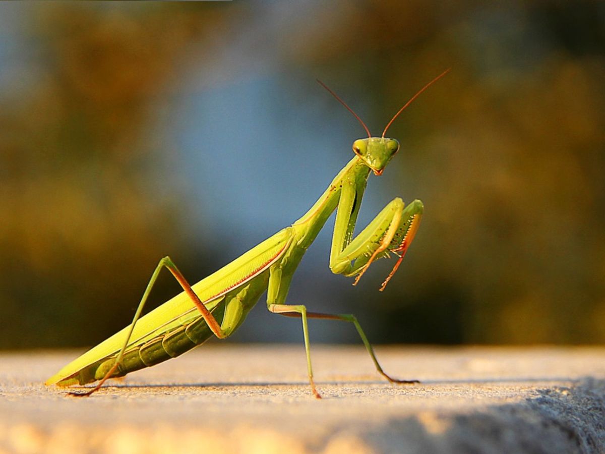 Attracting Praying Mantis - Using Praying Mantids For Pest Control In