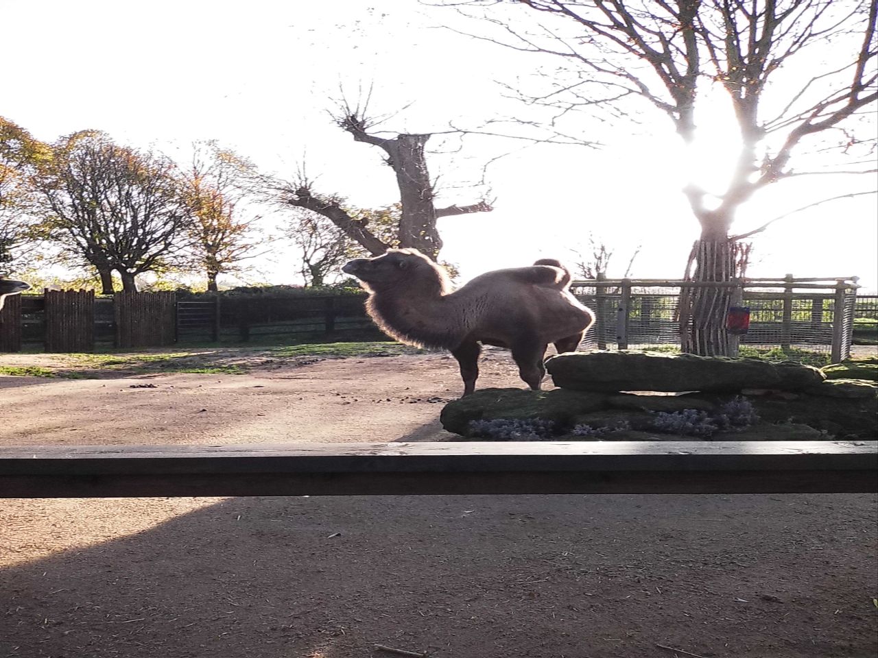 A camel standing in the sun at a zoo
