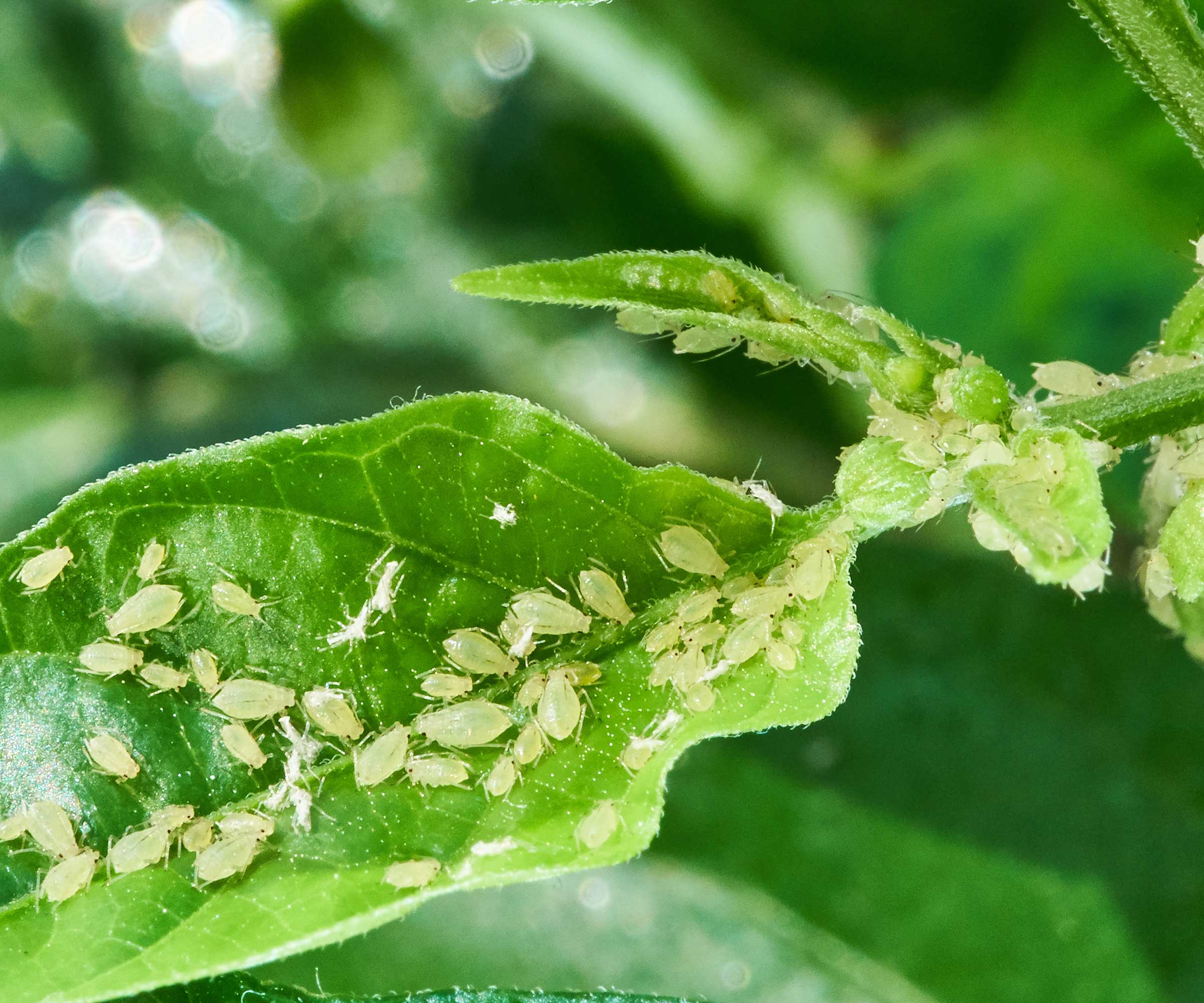 aphids on leaves