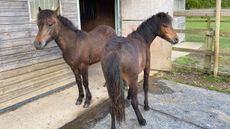 Dartmoor ponies