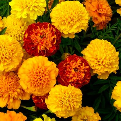 French Marigold Petite Mixed 300 Seeds