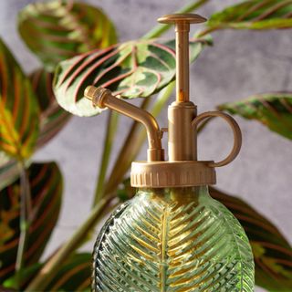 houseplant with a plant mister bottle on a grey concrete background