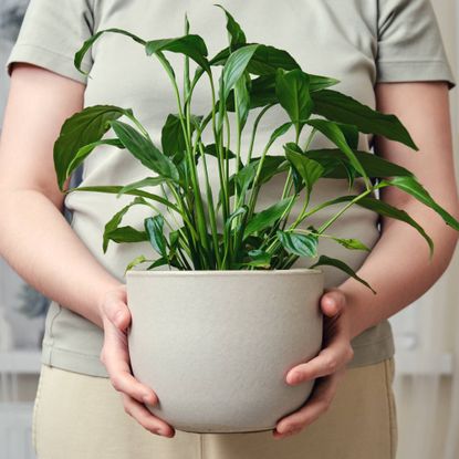 Peace lily being held by gardener indoors