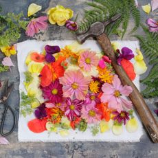 Flowers arranged on fabric to create a print by 'hammer pounding', the Japanese art form of hammering blooms to transfer plant pigment.