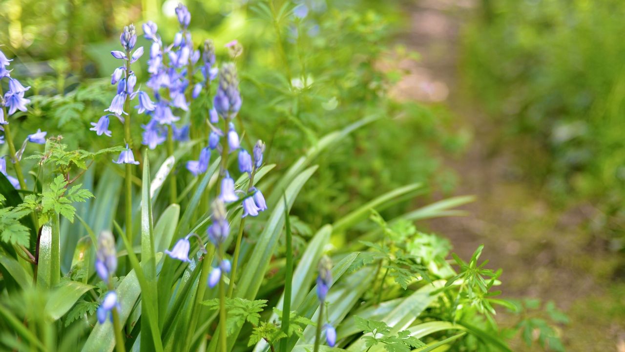 Bluebells growing near a path