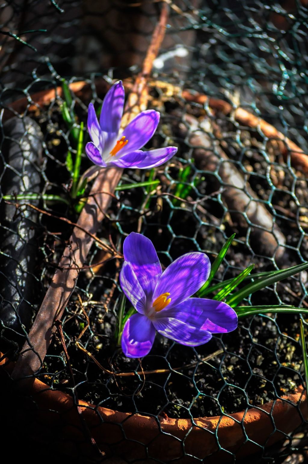 How to stop squirrels digging up bulbs Real Homes