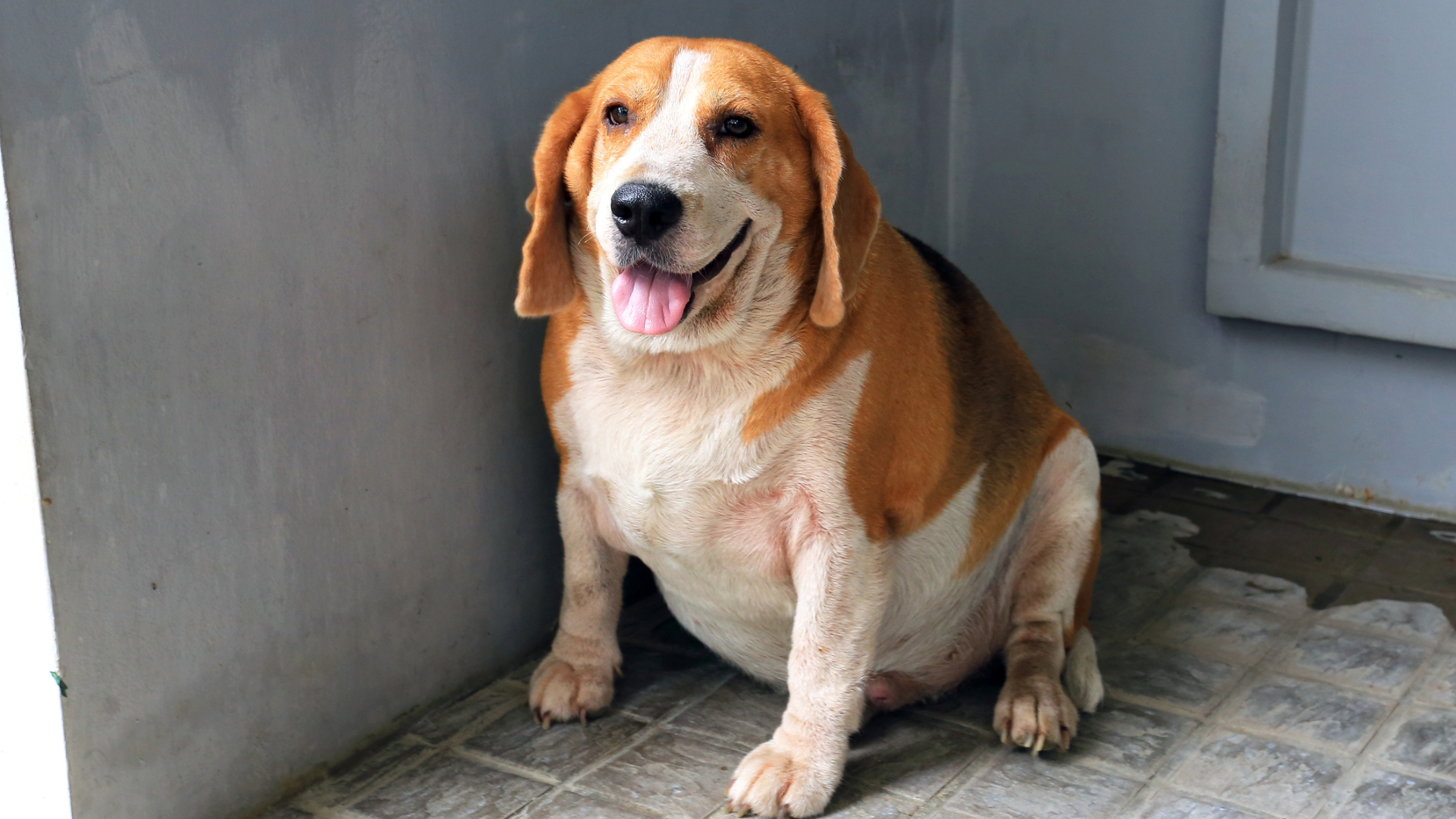 An overweight dog sitting down on a tiled floor with its tongue sticking out
