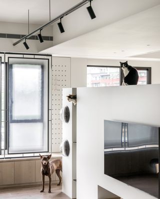 7 Creative Projects That Put Dogs and Cats First | Livingetc