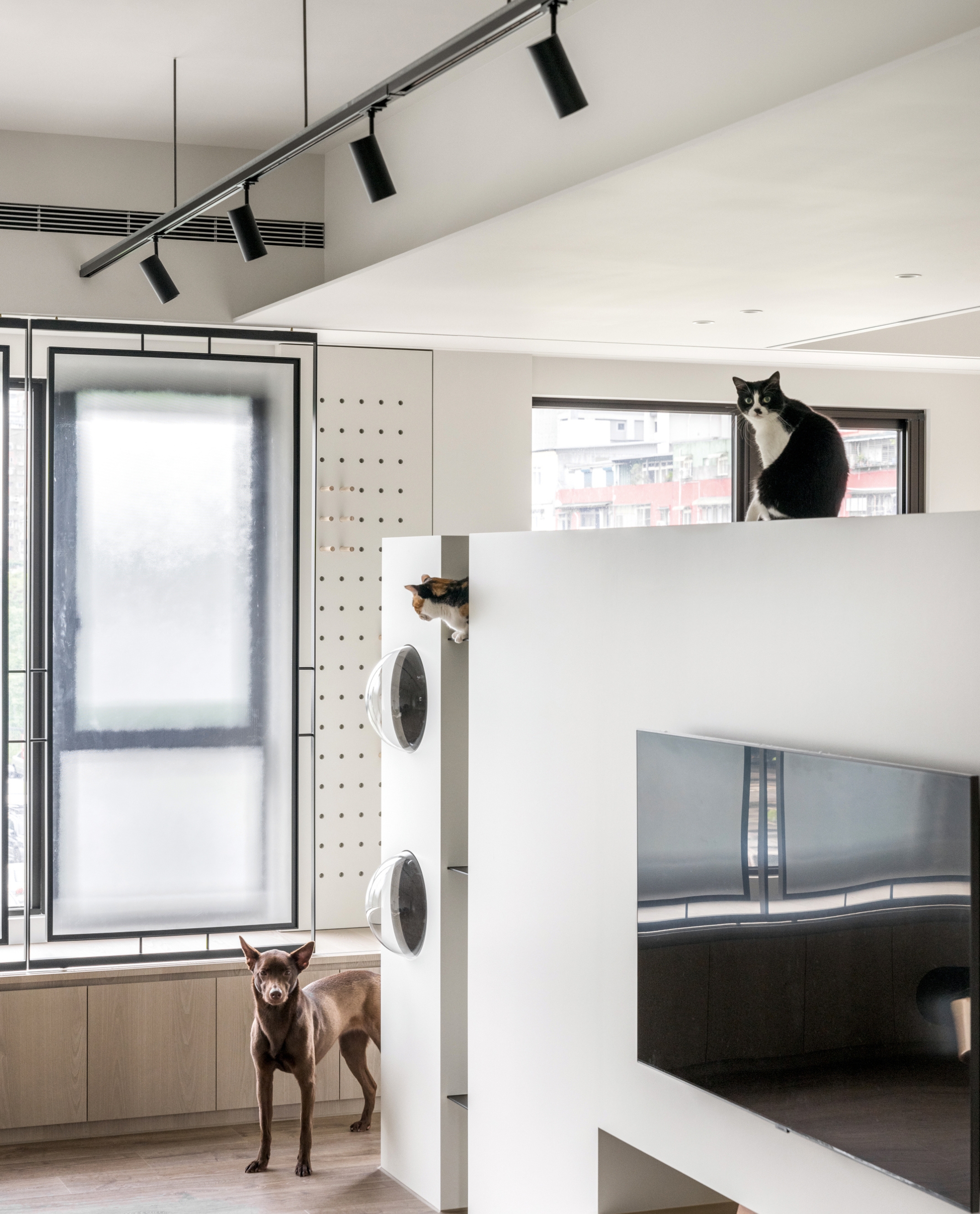 A white living space with a partition at three quarter height, a TV mounted on the divider and space for the two cats and dog to sit and move.