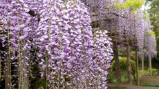 wisteria flowers in bloom in lilac