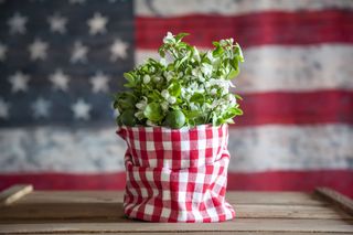 plant with gingham pot