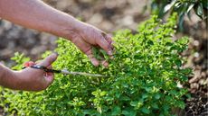 Oregano plant