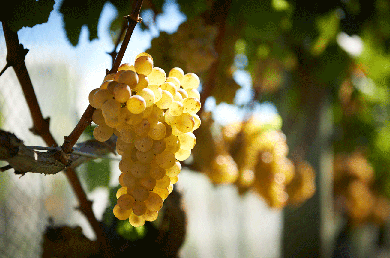 Chardonnay grapes Hawke's Bay