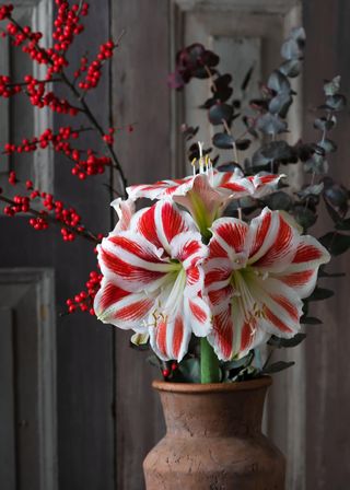 Red and white flowers in a vase