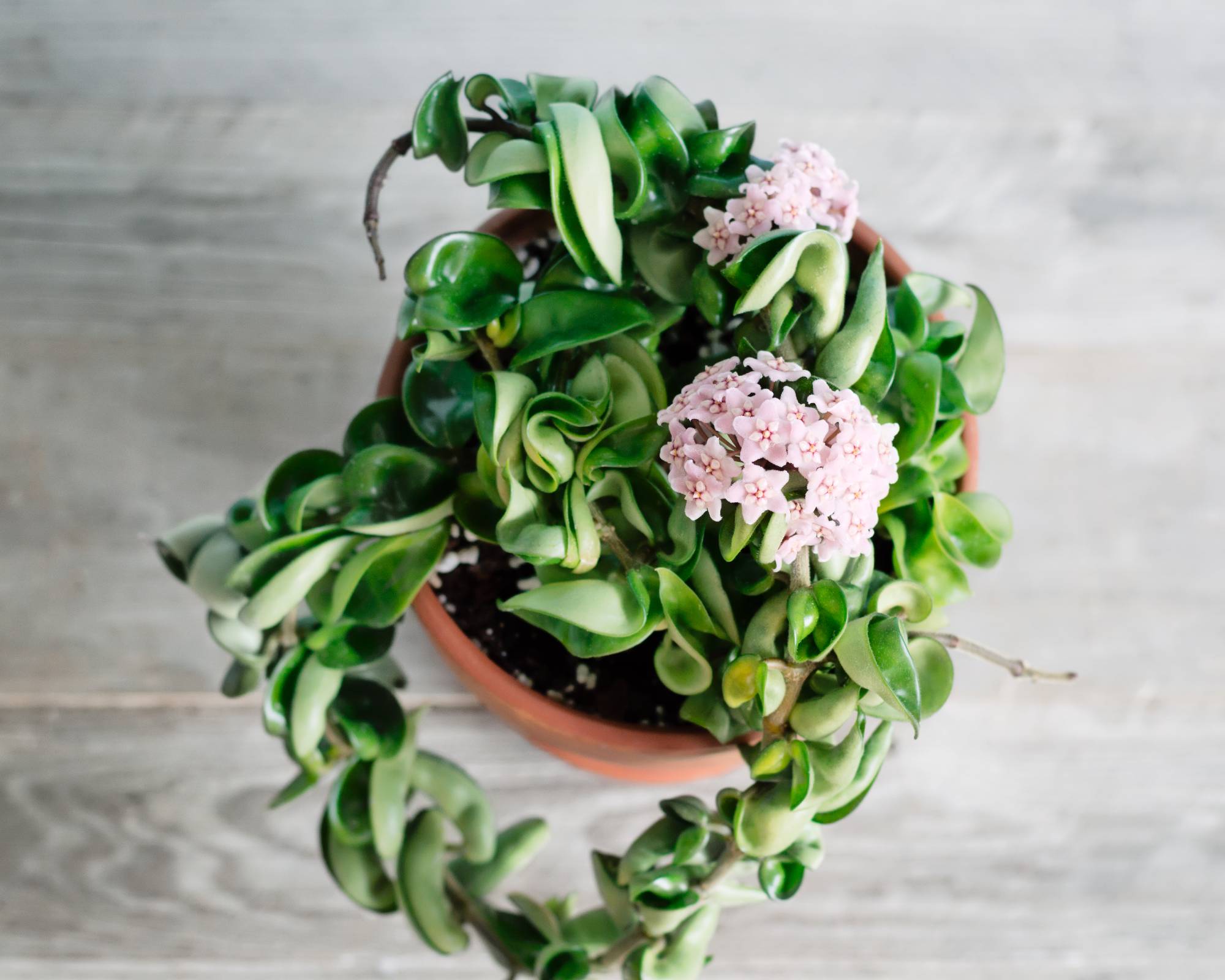 Hoya carnosa plant flowering