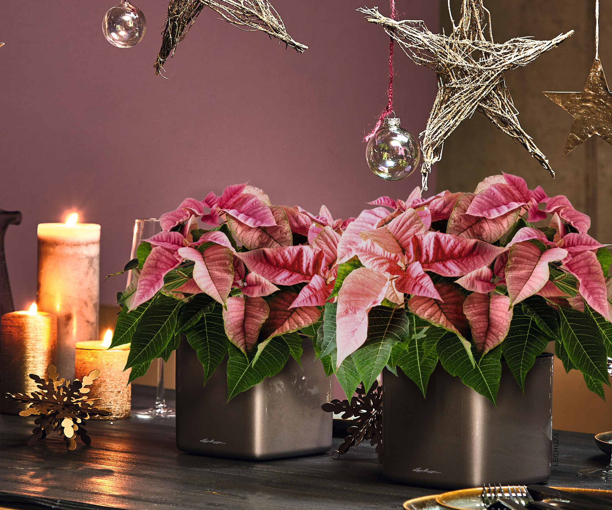 pink poinsettia plants and candles on Christmas tablescape
