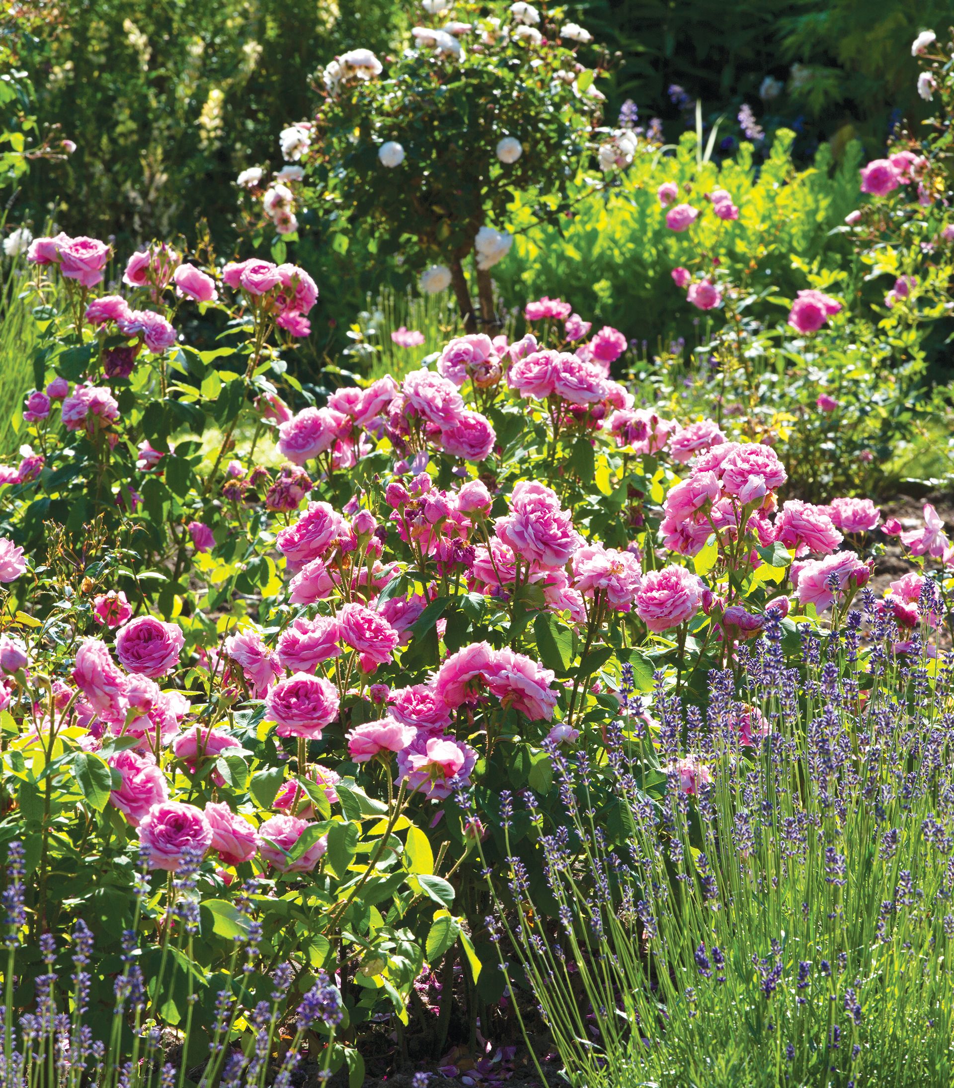 A close up shot of pink flowers next to lavender