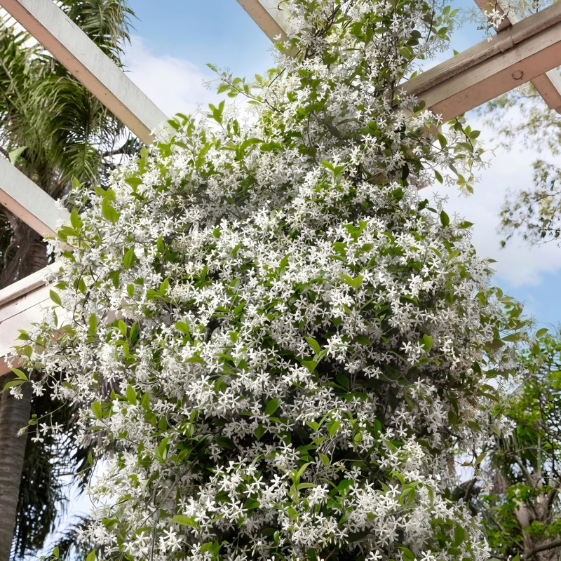 Star Jasmine Vine