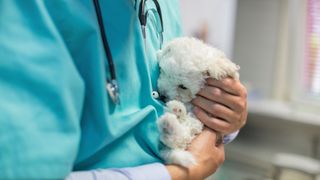 Bichon Frise puppy with vet
