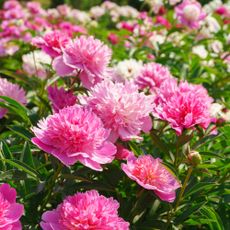 Pink peonies in bloom