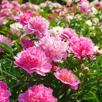 Pink peonies in bloom