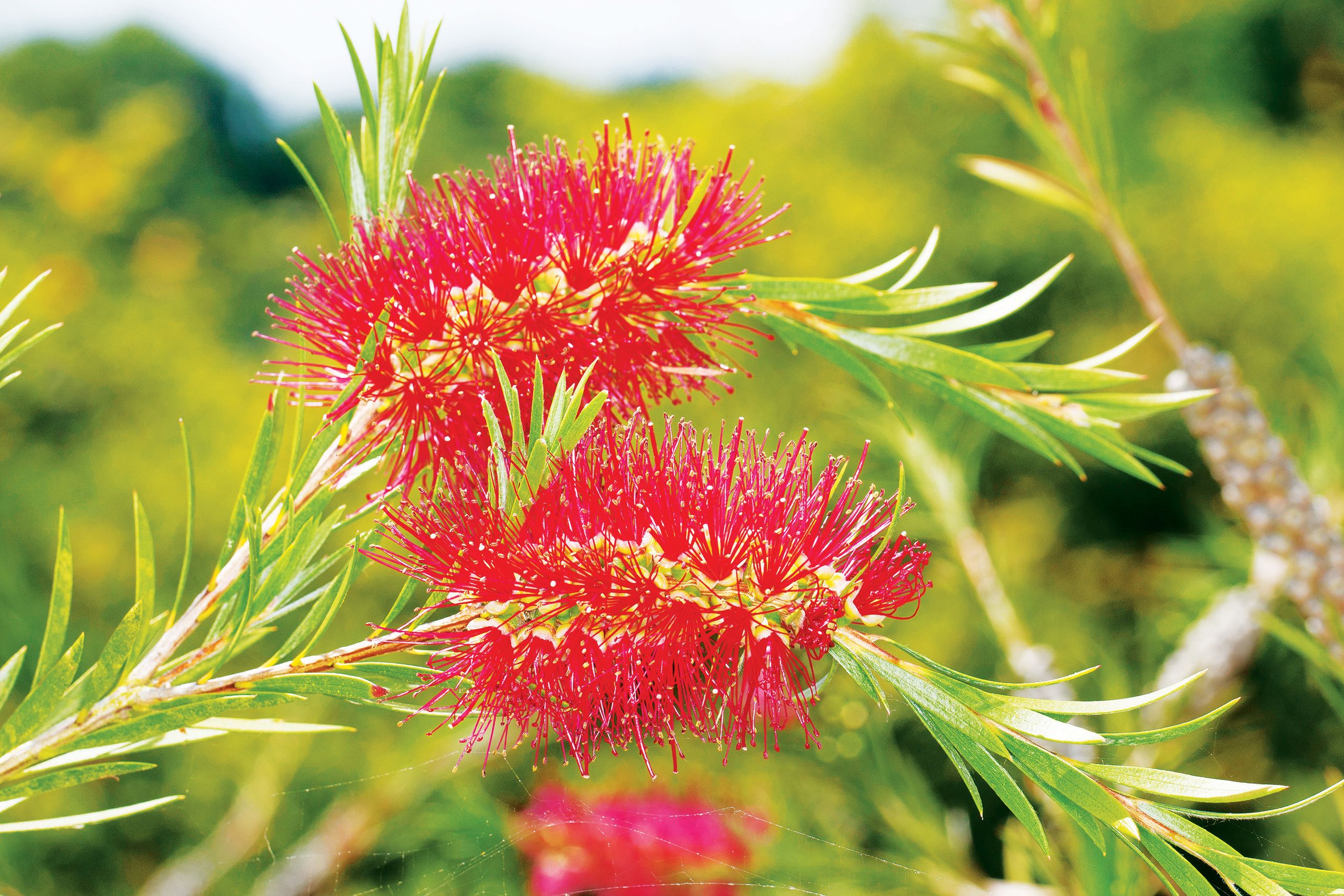 Bottlebrush