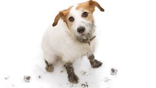 Terrier with muddy paw prints