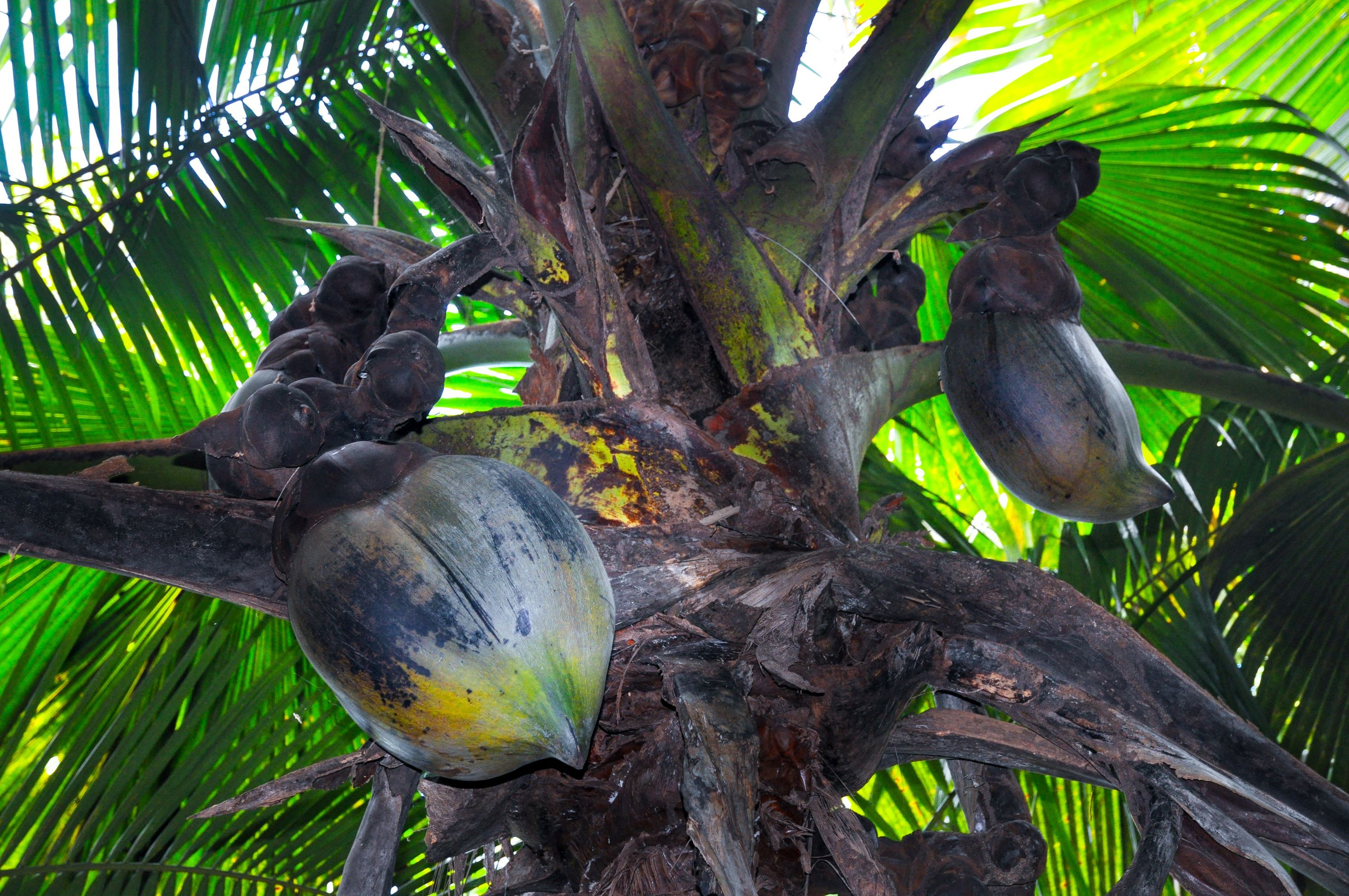 Coco de mer seed on tree.