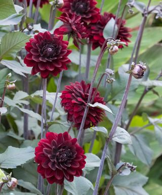 karma choc dahlia