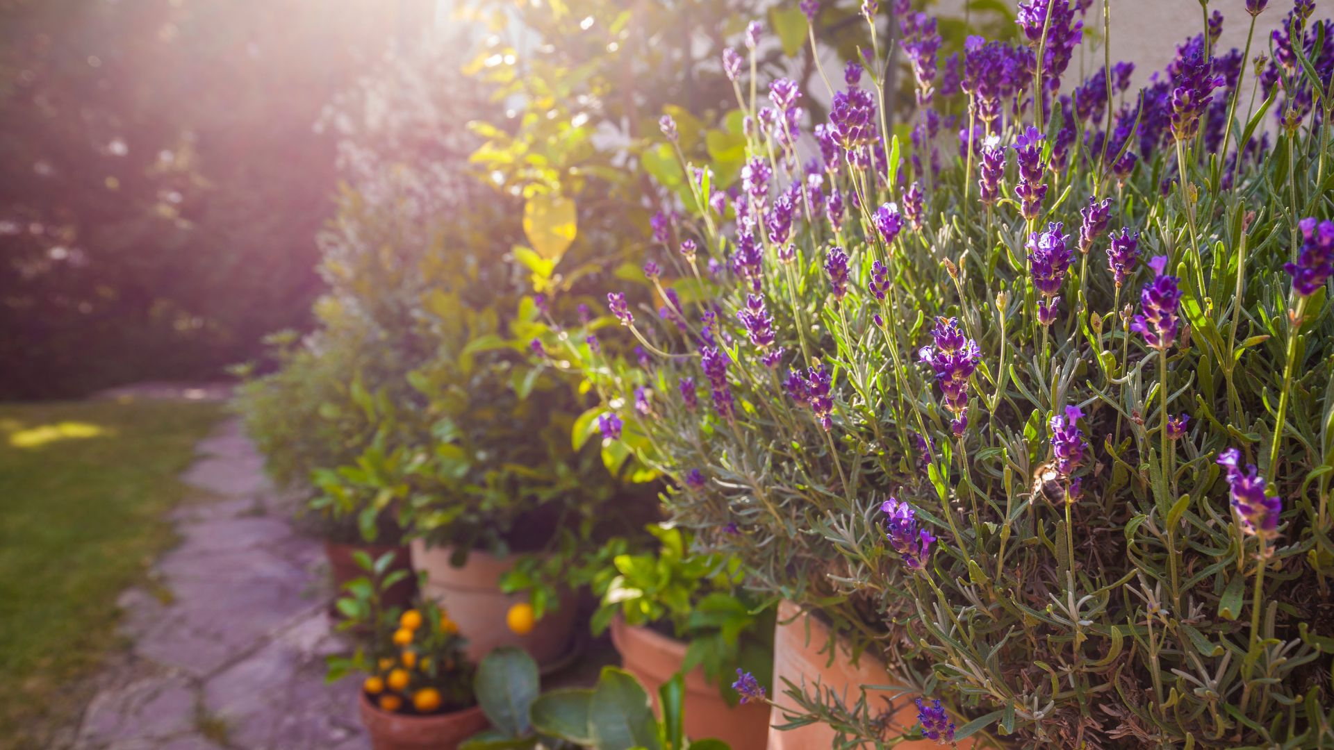 lavender growing in garden with sunlight