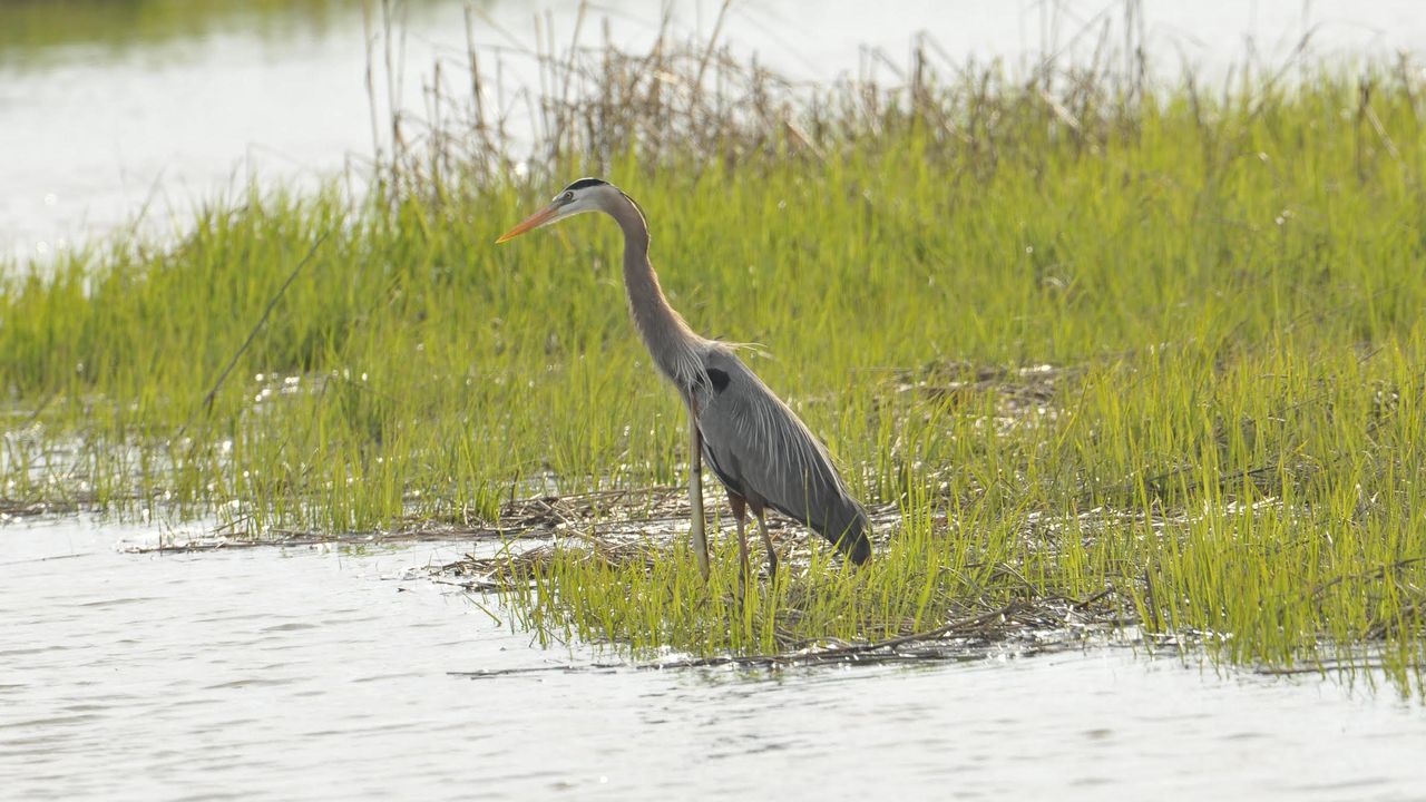 The snake eels limply dangles from the heron.