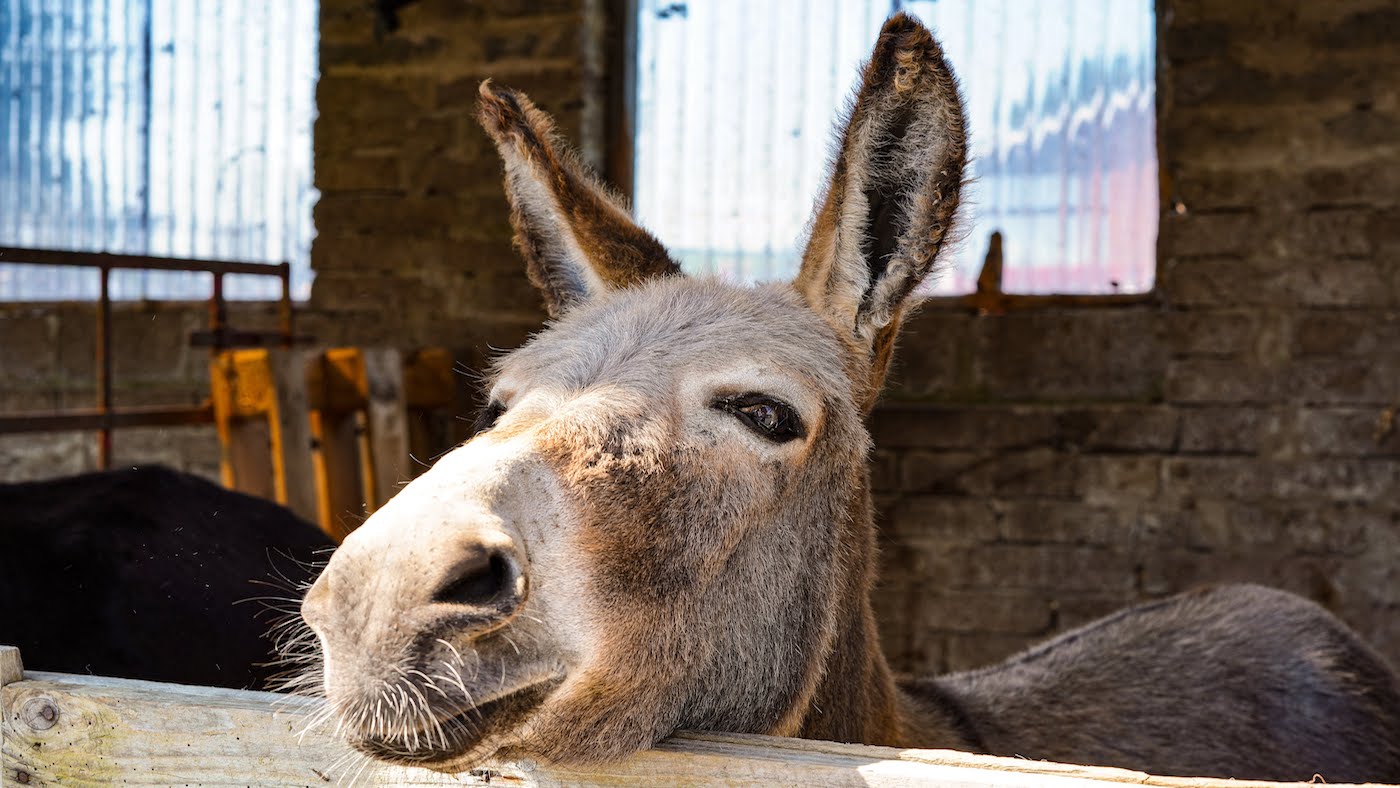IrishDonkey1-1.jpg