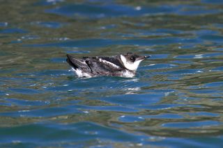 steller's jays, endangered species, photos of marbled murrelets