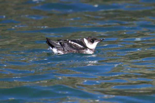 steller&#039;s jays, endangered species, photos of marbled murrelets