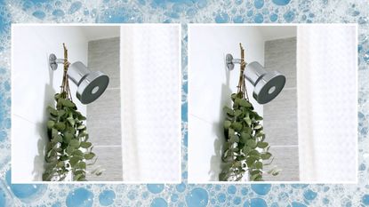 A silver Jolie shower head hanging from a in bathroom with a bouquet of eucalyptus beneath it on a bubbly background