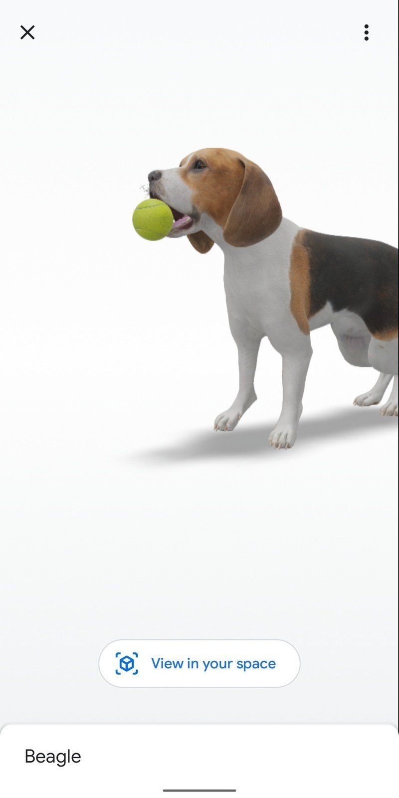 Beagle