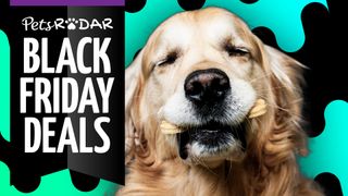 Black friday best sale dog toys